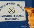 Θα συλλάβει το Λιμενικό Πάρου τον άνδρα που κακοποιεί τον σκύλο του;