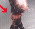 Σύρος: Η παστούρα σάπισε το πόδι της κατσίκας