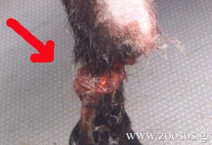 Σύρος: Η παστούρα σάπισε το πόδι της κατσίκας