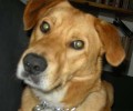 Ψάχνουν τον σκύλο τους που χάθηκε στην Άνοιξη Αττικής από τον Απρίλιο του 2012