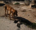 Σκελετωμένα σκυλιά σε παράνομο εκτροφείο στη Σαλαμίνα