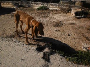 Σκελετωμένα σκυλιά σε παράνομο εκτροφείο στη Σαλαμίνα