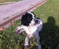 Χαρίζουν σκύλος ράτσας Σέττερ που βρήκαν στην Καισαριανή Αττικής κακοποιημένο