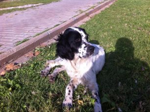 Χαρίζουν σκύλος ράτσας Σέττερ που βρήκαν στην Καισαριανή Αττικής κακοποιημένο