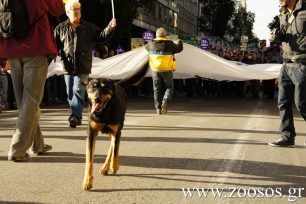 Αδέσποτος «επικεφαλής» της αντιρατσιστικής πορείας στην Αθήνα