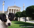 Ημερίδα για την κακοποίηση των ζώων στην Ελλάδα