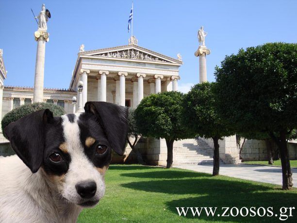 Ημερίδα για την κακοποίηση των ζώων στην Ελλάδα