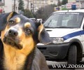 Καβάλα: Στις 22-3-2013 θα δικαστεί ο δράστης που πυροβόλησε τον σκύλο στον Πλατανότοπο