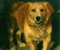Χάθηκε αρσενικός σκύλος στην Αμαλιάδα