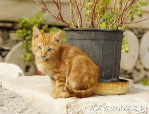 Εξόντωσαν με φόλες δεκάδες γάτες στη Μήλο