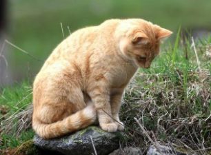 Χάθηκε τυφλή γάτα στο Νομισματοκοπείο στον Χολαργό Αττικής