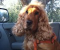 Χάθηκε σκύλος Σέττερ στην Αγία Παρασκευή Αττικής