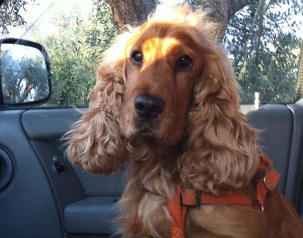 Χάθηκε σκύλος Σέττερ στην Αγία Παρασκευή Αττικής