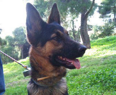 Έχασαν θηλυκό σκύλο στο Ελληνικό Αττικής