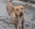 Βρέθηκε - Χάθηκε σκύλος στην Ηλιούπολη