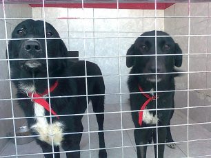 Ηράκλειο Αττικής: Χαρίζονται τα σκυλάκια που σώθηκαν από τον ρακοσυλλέκτη