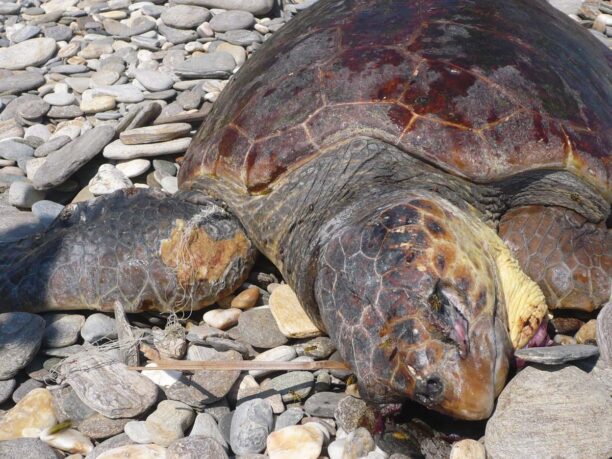 Νεκρή χελώνα καρέτα - καρέτα κοντά στο Δημαρχείο Πρέβεζας