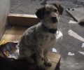 Χάθηκε σκύλος στο Λυγουριό Αργολίδας