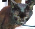 Bρέθηκε - Χάθηκε γάτος στο Χαλάνδρι Αττικής