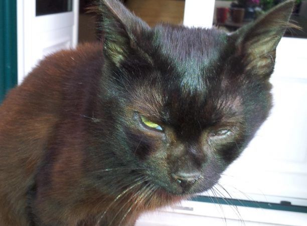 Bρέθηκε - Χάθηκε γάτος στο Χαλάνδρι Αττικής