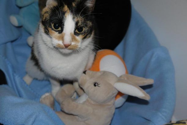 Βρέθηκε - Εξαφανίστηκε γάτα λόγω της καταιγίδας στο Υμηττό