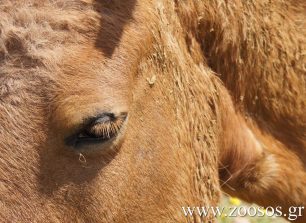 Αναζητείται κτηνίατρος για τ’ άλογα που πυροβόλησαν στην Αιτωλοακαρνανία