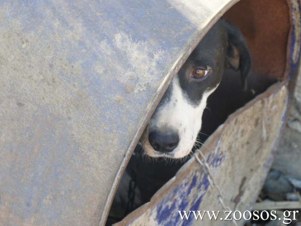 Οι κτηνοτρόφοι της Λέσβου ξεφτιλίζουν το νησί τους καθώς συστηματικά κακοποιούν και τα σκυλιά τους!