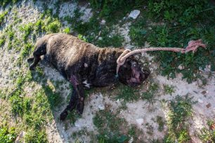 Δραπετσώνα: Έπνιξε τον σκύλο με σχοινί