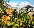 Ένας γάτος στη λιακάδα…