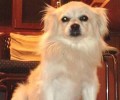Χάθηκε σκύλος στη Λοφούπολη στο Ηρακλείου Κρήτης