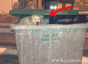 Πλατανότοπος Καβάλας: Έκλεισαν τον σκύλο στον σκουπιδοτενεκέ για πλάκα;
