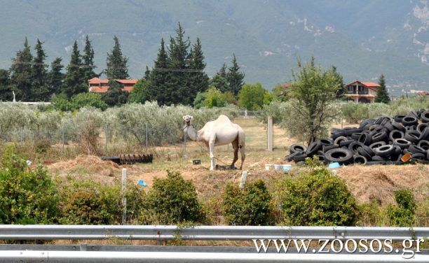 Πιερία: Ποιος αφήνει την καμήλα έτσι εκτεθειμένη;