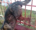Κοίλα Κοζάνης: Βρήκαν τον σκύλο καρφωμένο στο κάγκελο