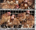 Οι Έλληνες πτηνοτρόφοι συνεχίζουν να κακοποιούν τις κότες τους