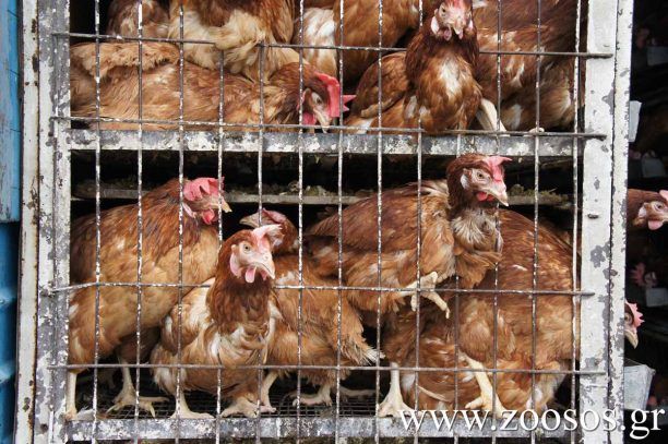 Οι Έλληνες πτηνοτρόφοι συνεχίζουν να κακοποιούν τις κότες τους
