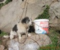 Λέσβος: Σκυλίτσα αλυσοδεμένη στα βράχια