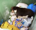 Άμφισσα Φωκίδας: Δεκάδες σκυλιά και γατιά νεκρά από φόλες