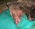Καστοριά: Νεκρό σε τροχαίο αρκουδάκι ενός έτους