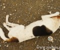 Ο Δήμος Χερσονήσου αρνείται τις κατηγορίες για την εξόντωση των ζώων με φόλες