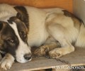 Χαλκιδική: Κατηγορούν τους κυνηγούς που απειλούν να τουφεκίσουν τα σκυλιά τους
