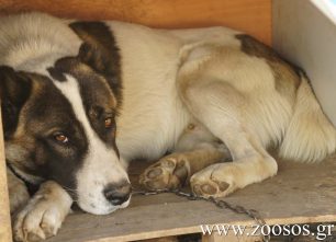Χαλκιδική: Κατηγορούν τους κυνηγούς που απειλούν να τουφεκίσουν τα σκυλιά τους