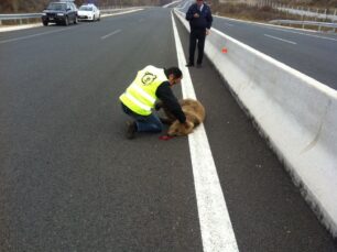 H πιο θανατηφόρα χρονιά για τις αρκούδες το 2012