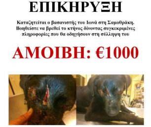 Επικήρυξαν τον βασανιστή του σκύλου στη Σαμοθράκη