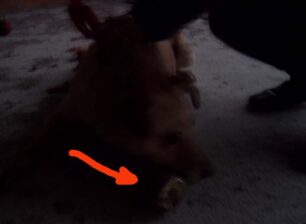 Σχιστός Κορυδαλλού: Ο σκύλος είχε σφηνώσει στο κουτί της κονσέρβας