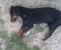 Αναζητούν τον βοσκό που σκότωσε τον σκύλο στο Βενεράτο Ηρακλείου Κρήτης