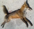 Πρέβεζα: Νεκρό αλεπουδάκι δεμένο με σύρμα