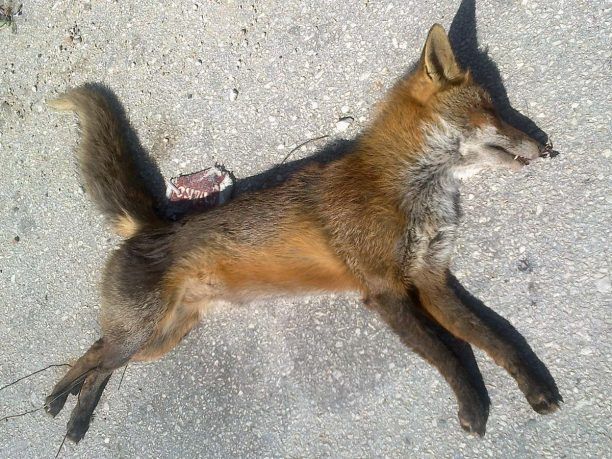 Πρέβεζα: Νεκρό αλεπουδάκι δεμένο με σύρμα