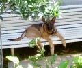 Χάθηκε αρσενικός σκύλος στο Ηράκλειο Αττικής