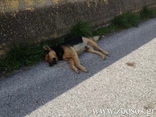 Περιφερειακή Οδός Αιγάλεω: Καρμανιόλα για τα ζώα