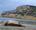 Νεκρή χελώνα caretta caretta στην Αντίπαρο